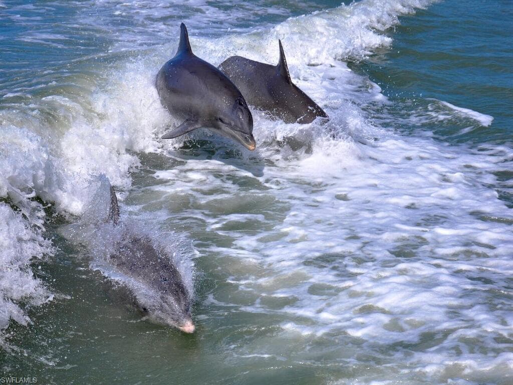 111 Morning Star Cay, NAPLES FL 34114-43