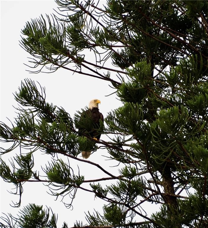 24398 Treasure Island BLVD, PUNTA GORDA FL 33955-41