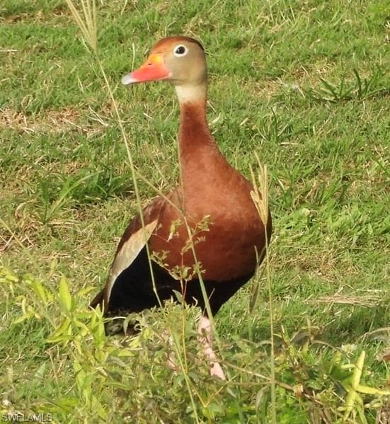 6986 Winkler RD, FORT MYERS FL 33919-48